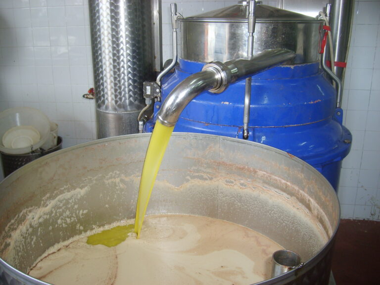 Un momento della spremitura delle olive