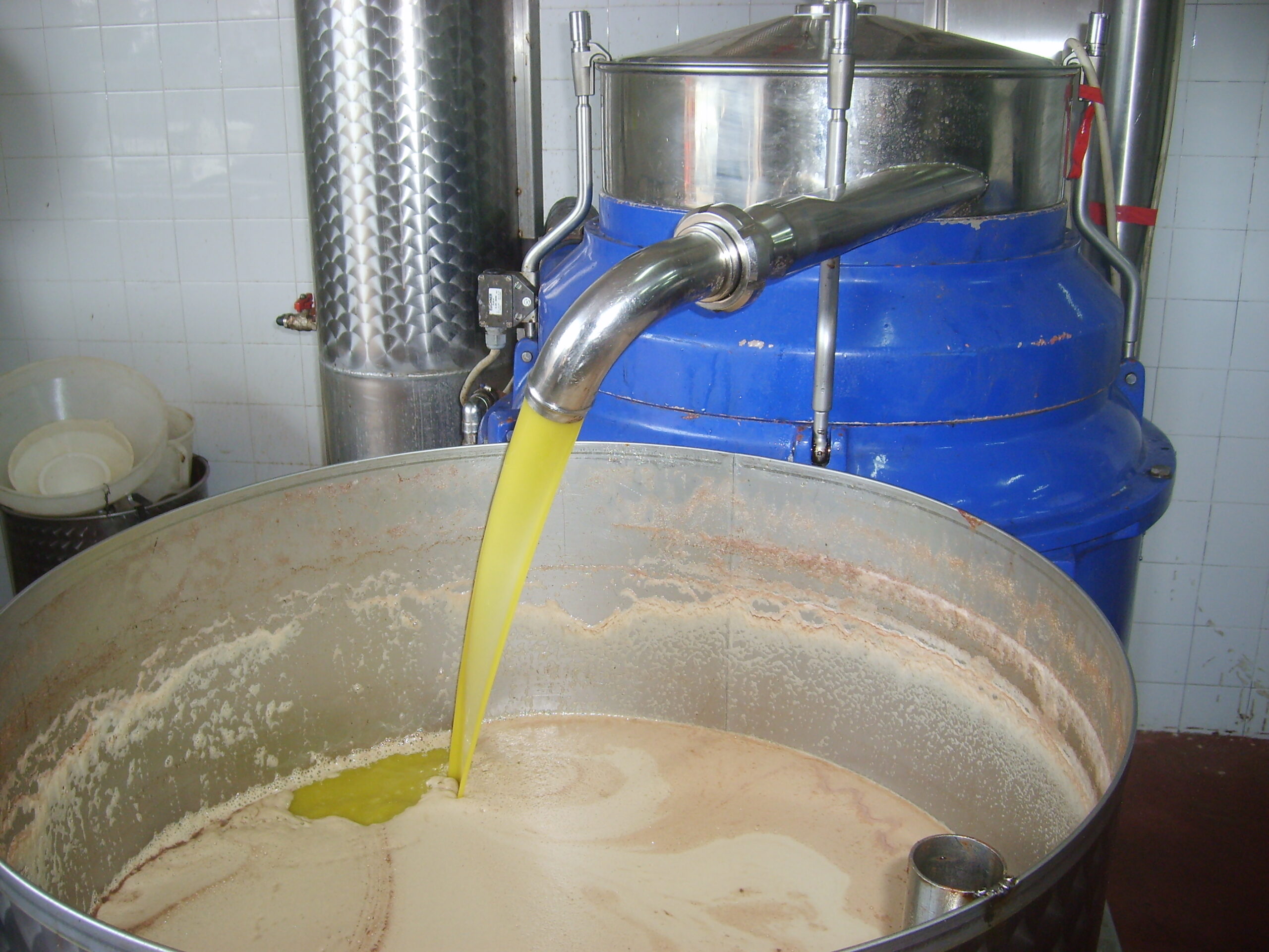 Un momento della spremitura delle olive