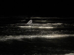 capodogli spiaggiati isola varano schiamazzi