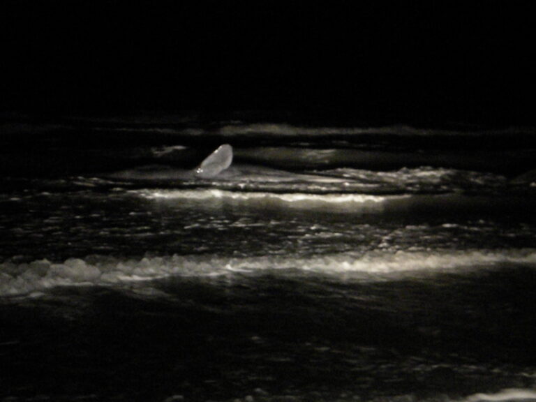 capodogli spiaggiati isola varano schiamazzi